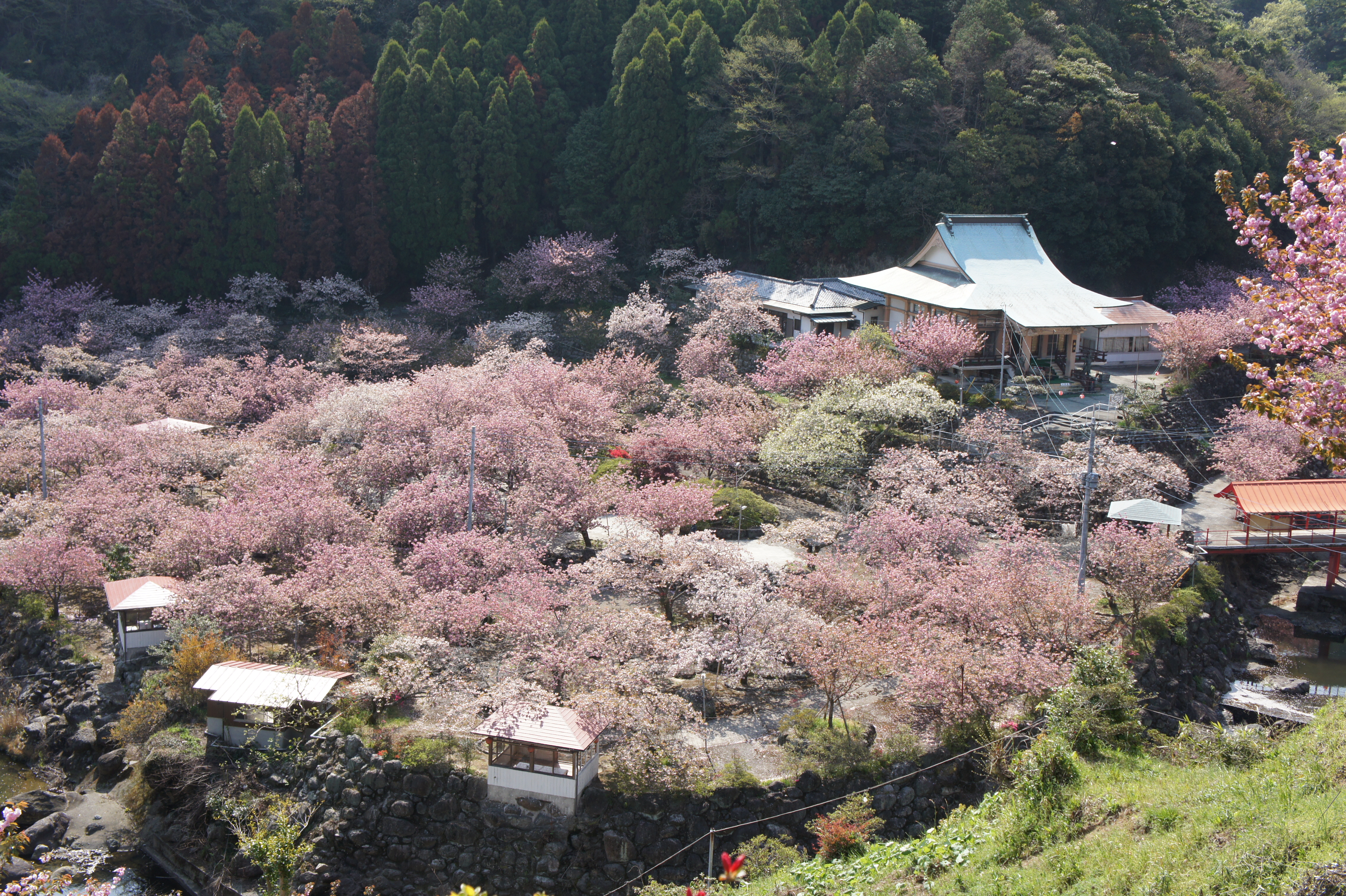 11 4 大分県大分市塚野 一心寺 ばぁばのしゃしんおきば