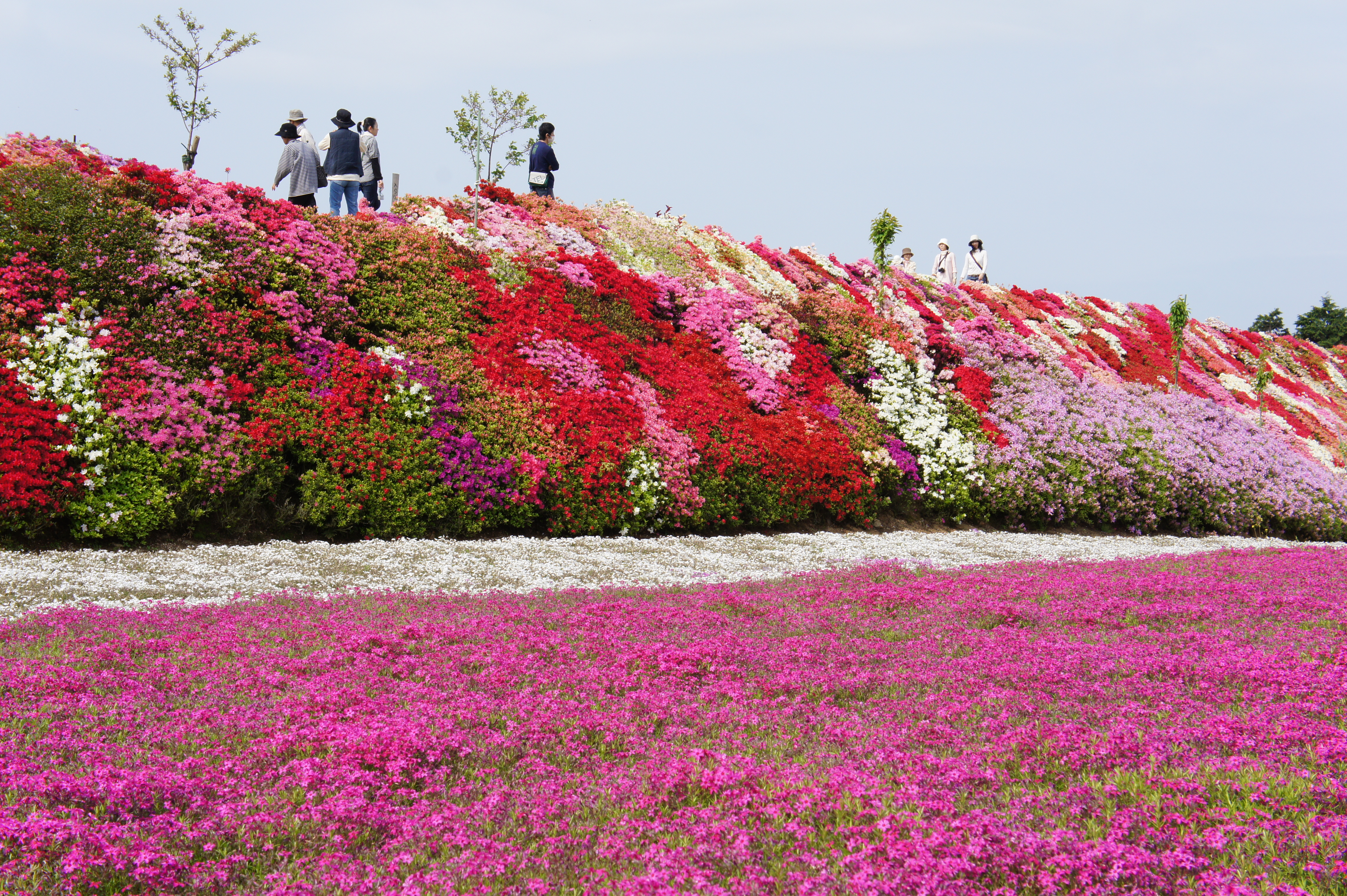 11 4 30 長崎県大村市東大村 松本ツツジ園 ばぁばのしゃしんおきば