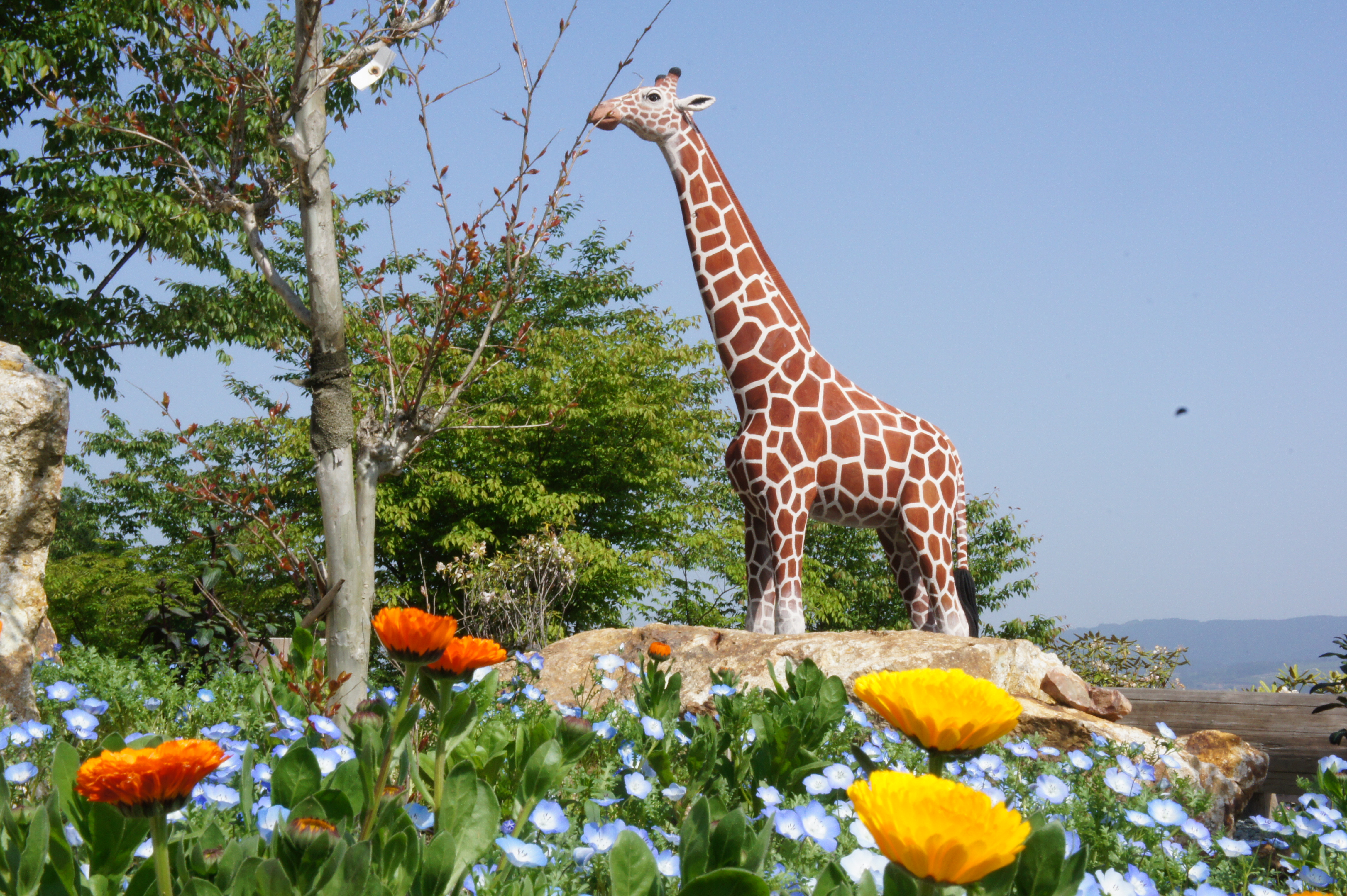 11 5 5 福岡県八女市星野村 星の花公園 ばぁばのしゃしんおきば